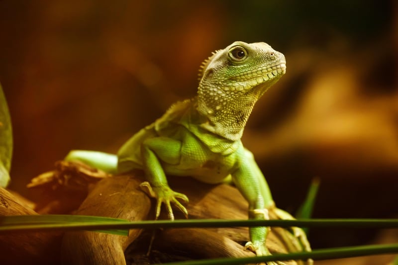 Dragon Watching
