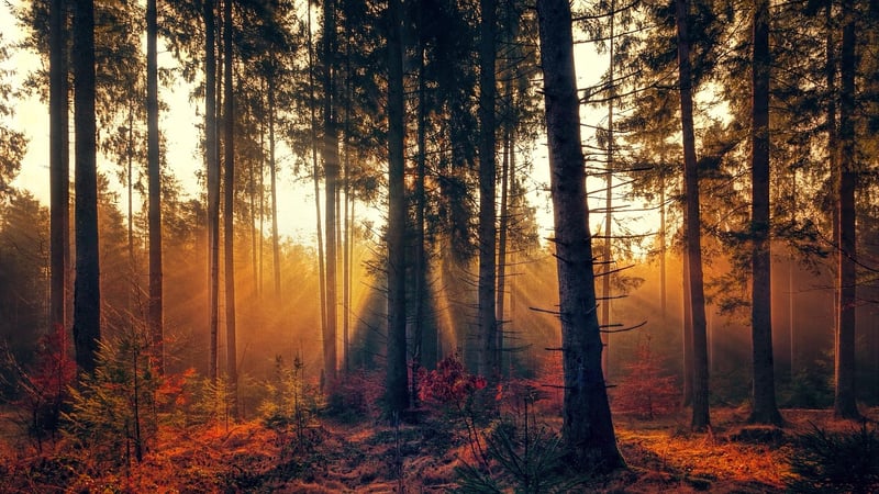 Whispering Woods Retreat