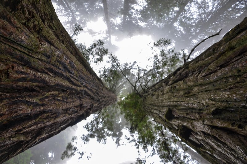 Redwood National and State Parks, USA
