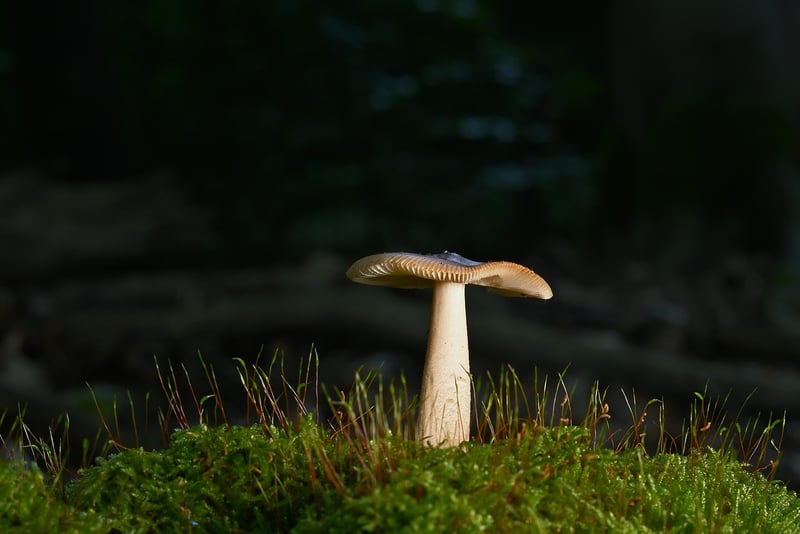 Sherwood Forest, England
